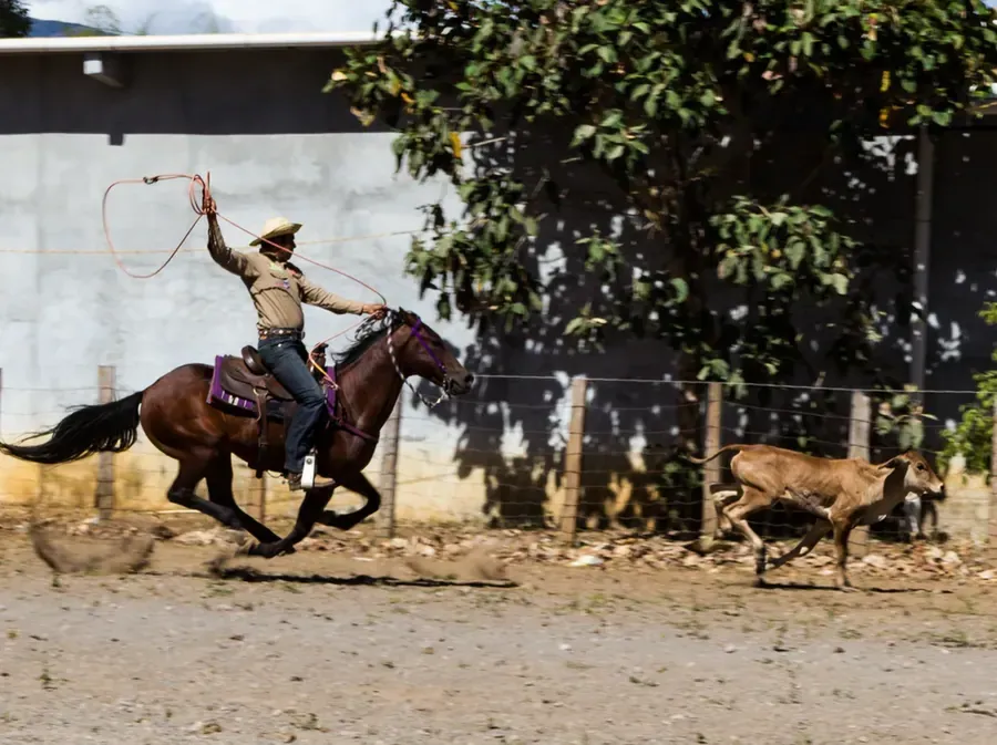 Cowboy on a brown horse swinging a lasso while chasing a running calf in a fenced dirt arena
